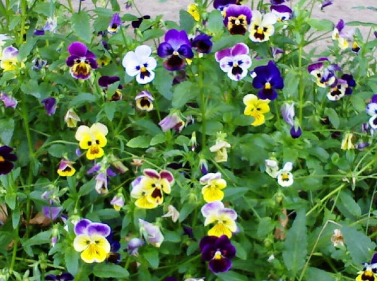 kashmir-flowers